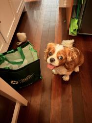 Lost Female Dog last seen hawthorne, Hawthorne, QLD 4171