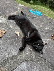 Found/Stray Female Cat last seen Etchison Rd & Hwy 78, Loganville, GA 30052