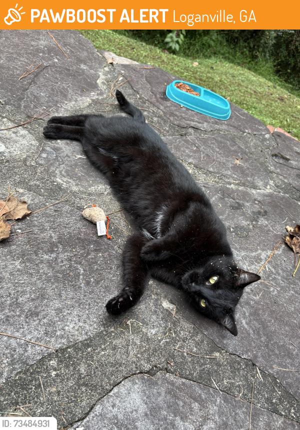 Found/Stray Female Cat last seen Etchison Rd & Hwy 78, Loganville, GA 30052
