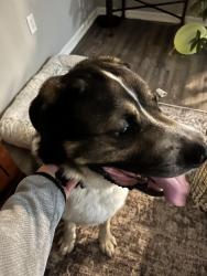 Found/Stray Male Dog last seen 141st and Cumberland, Fishers, IN 46038