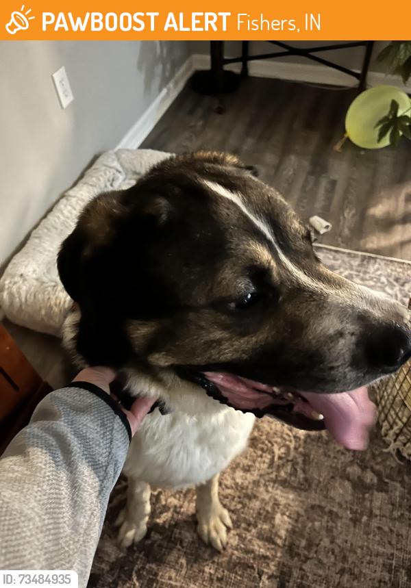 Found/Stray Male Dog last seen 141st and Cumberland, Fishers, IN 46038