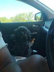 Reunited Female Dog last seen County Road 152 W, Bullard, TX 75757