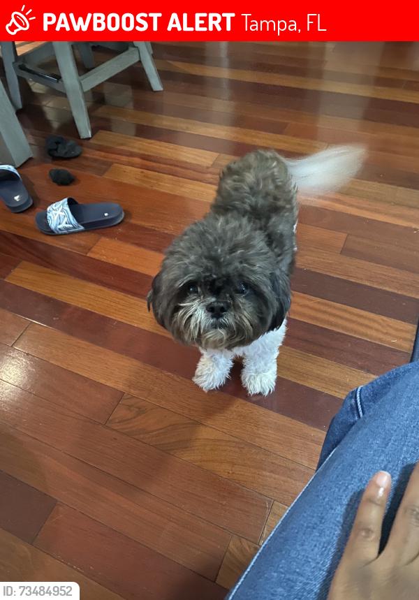 Lost Male Dog last seen Hanna, Tampa, FL 33610