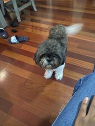 Lost Male Dog last seen Hanna, Tampa, FL 33610