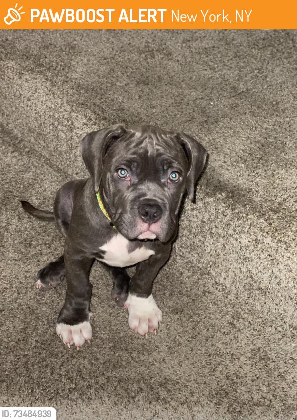 Found/Stray Unknown Dog last seen Starbucks, New York, NY 10001