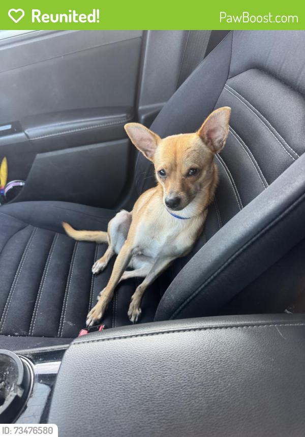 Reunited Male Dog last seen Saffer St, Cincinnati, OH, USA, Cincinnati, OH 45225