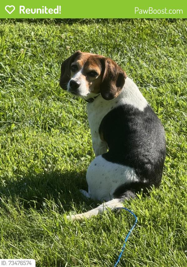 Reunited Female Dog last seen Saffer St, Cincinnati, OH, USA, Cincinnati, OH 45225