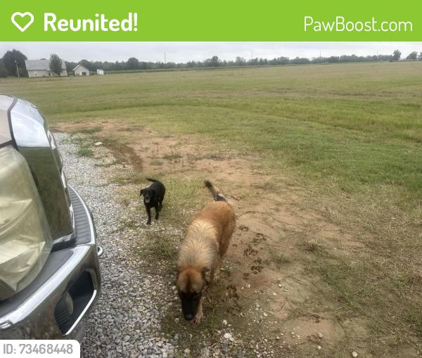 Reunited Male Dog last seen 92and Roy foreman rd, Maurice, LA 70555
