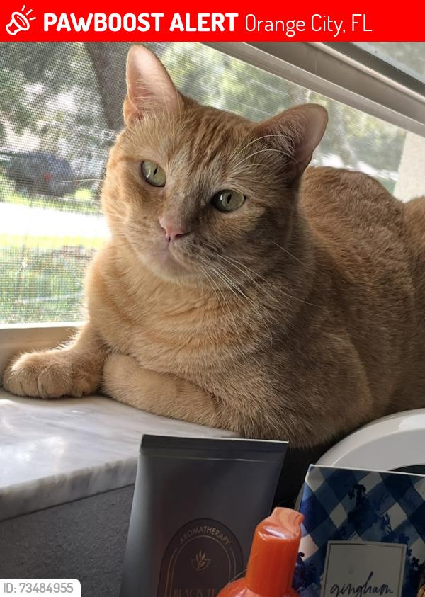 Lost Female Cat last seen Near West New York Avenue, Orange City, FL 32763
