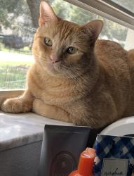 Lost Female Cat last seen Near West New York Avenue, Orange City, FL 32763