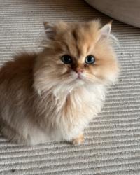 Reunited Male Cat last seen Parsons Avenue and Capital Avenue. But could be in Camelot Drive, Glen Waverley, VIC 3150