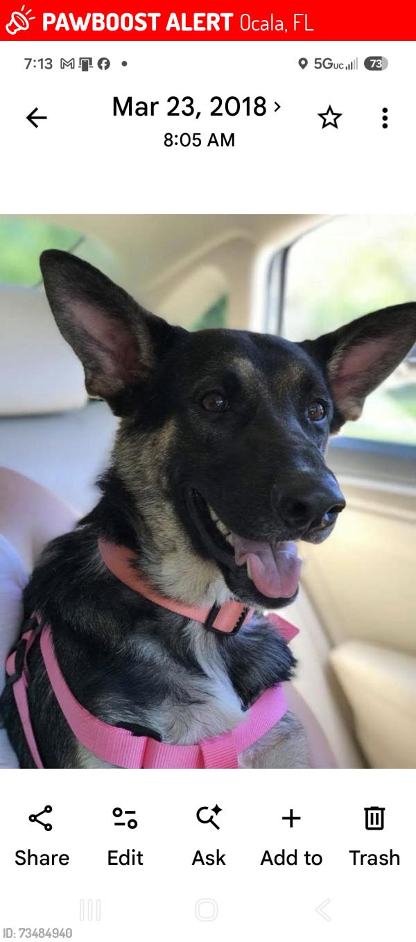Lost Female Dog last seen Juniper, Ocala, FL 34471
