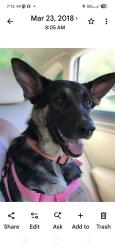 Lost Female Dog last seen Juniper, Ocala, FL 34471