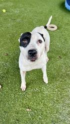 Shelter Stray Female Dog last seen NW 42ND CT & SOUTH TAMIAMI CANAL DR, 3599 NW 79th Ave, Doral, FL 33122, USA