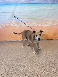 Shelter Stray Female Dog last seen Near BLOCK NE 135 ST, 3599 NW 79th Ave, Doral, FL 33122, USA