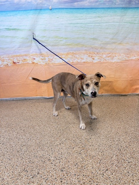 Shelter Stray Female Dog last seen Near BLOCK NE 135 ST, 3599 NW 79th Ave, Doral, FL 33122, USA