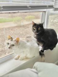 Lost Female Cat last seen legacy at twin oaks, Greensboro, NC 27407