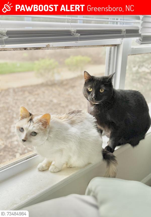 Lost Female Cat last seen legacy at twin oaks, Greensboro, NC 27407