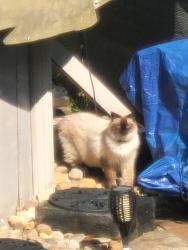 Reunited Unknown Cat last seen Academy and Comly rds, Philadelphia, PA 19154