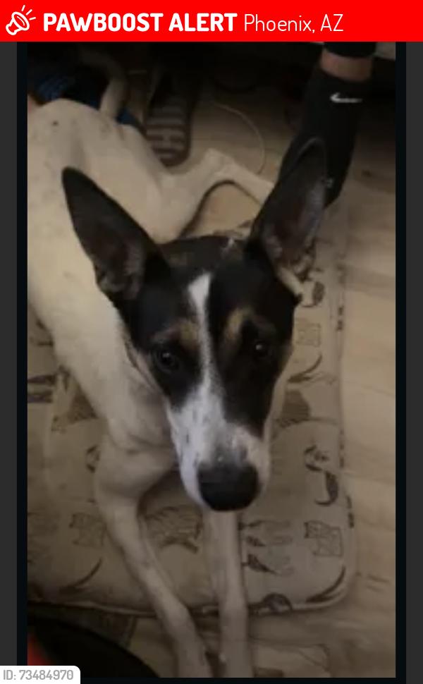 Lost Female Dog last seen Near e southern ave, Phoenix, AZ 85040