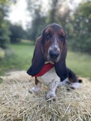 Reunited Male Dog last seen Parris Bridge Rd, Brooklyn Baptist Church, Spartanburg County, SC 29323