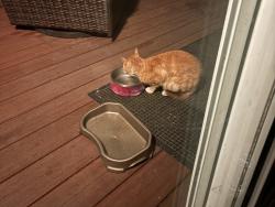 Found/Stray Male Cat last seen Darwin St, Hayward, CA 94541