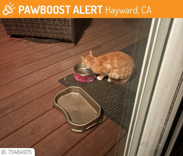 Found/Stray Male Cat last seen Darwin St, Hayward, CA 94541