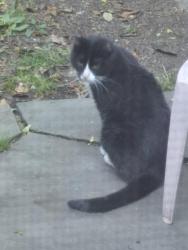 Found/Stray Unknown Cat last seen Spring Hill Ave, Norwalk, CT 06850