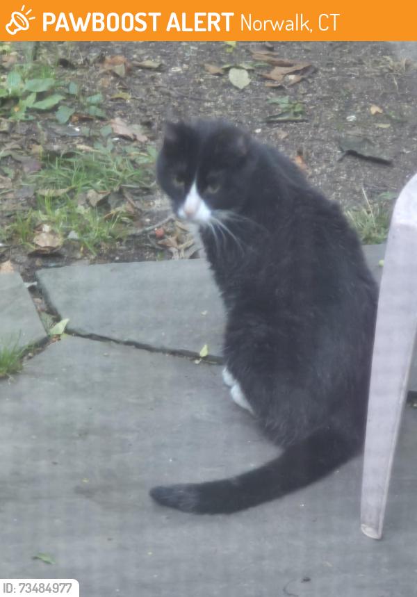 Found/Stray Unknown Cat last seen Spring Hill Ave, Norwalk, CT 06850