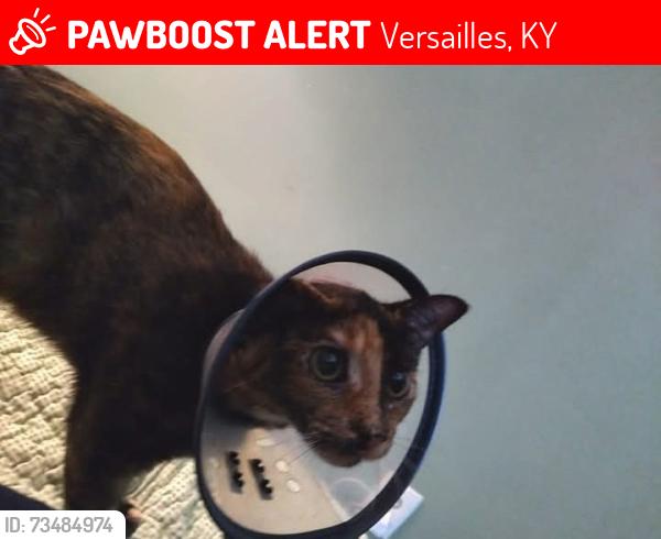 Lost Female Cat last seen Hunter School, Versailles, KY 40383