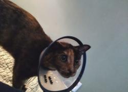 Lost Female Cat last seen Hunter School, Versailles, KY 40383