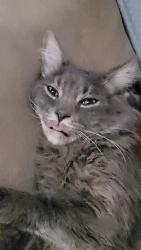 Lost Male Cat last seen Near N riverside Ave, San Bernardino, CA 92401