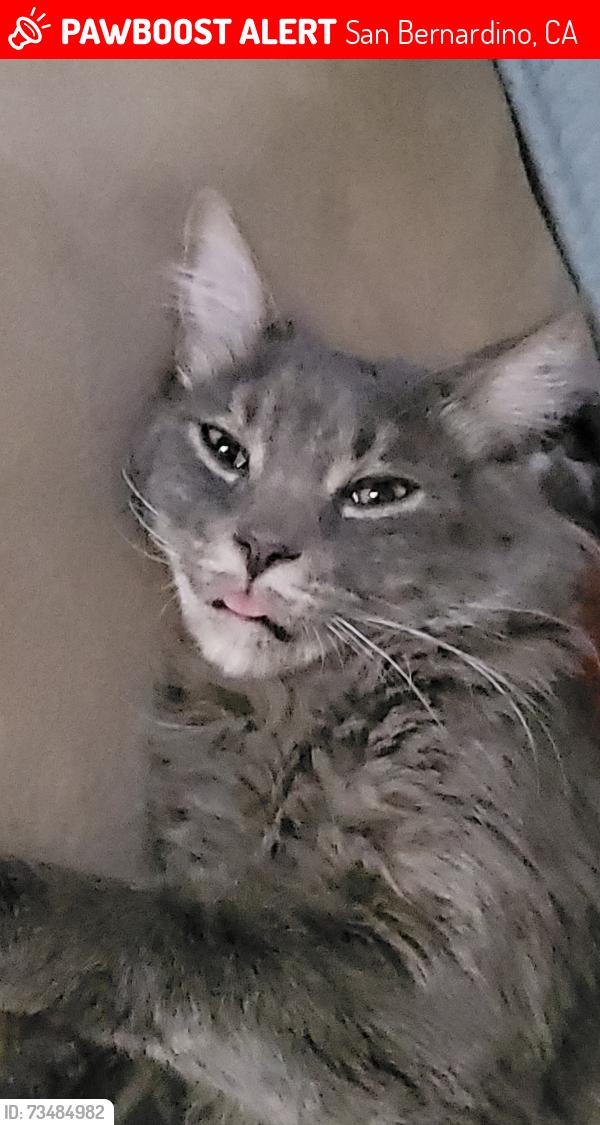 Lost Male Cat last seen Near N riverside Ave, San Bernardino, CA 92401