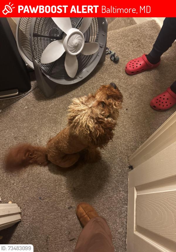 Lost Male Dog last seen Frederick avenue, Baltimore, MD 21229