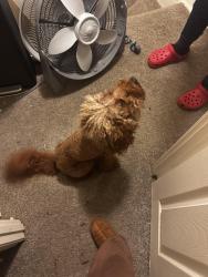 Lost Male Dog last seen Frederick avenue, Baltimore, MD 21229