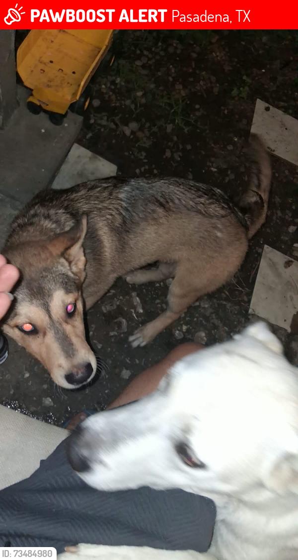 Lost Female Dog last seen Shave st pasadene cerca a el Rancho san houston y sus alrededores, Pasadena, TX 77502