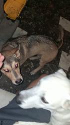 Lost Female Dog last seen Shave st pasadene cerca a el Rancho san houston y sus alrededores, Pasadena, TX 77502