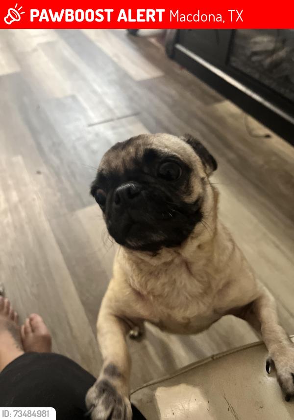 Lost Male Dog last seen Ladd and 5th st by head start, Macdona, TX 78252