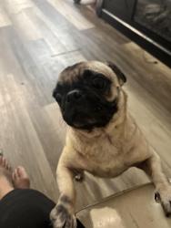 Lost Male Dog last seen Ladd and 5th st by head start, Macdona, TX 78252