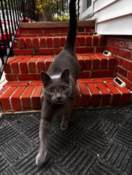 Found/Stray Unknown Cat last seen Riverside, New Bern, NC 28560
