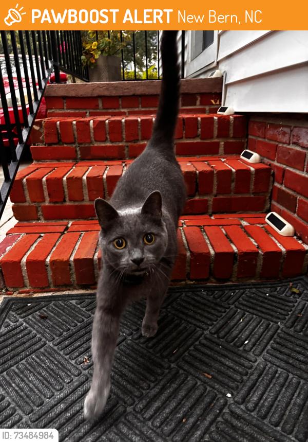 Found/Stray Unknown Cat last seen Riverside, New Bern, NC 28560