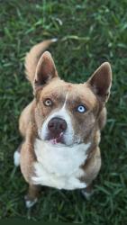 Reunited Male Dog last seen hmstd, FL, USA, Homestead, FL 33030