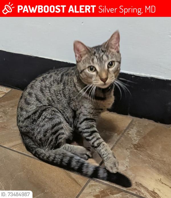 Lost Female Cat last seen Near lanar way and Portland rd, Silver Spring, MD 20901