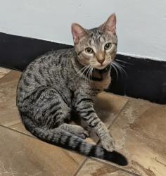 Lost Female Cat last seen Near lanar way and Portland rd, Silver Spring, MD 20901