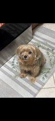 Reunited Female Dog last seen Dale blvd and hillendale dr, Dale City, VA 22193