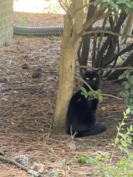 Reunited Female Cat last seen Ballentine Dairy & Sunset Lake Rd / Buckhaven/Whitehurst Neigihborhood, Fuquay-Varina, NC 27526