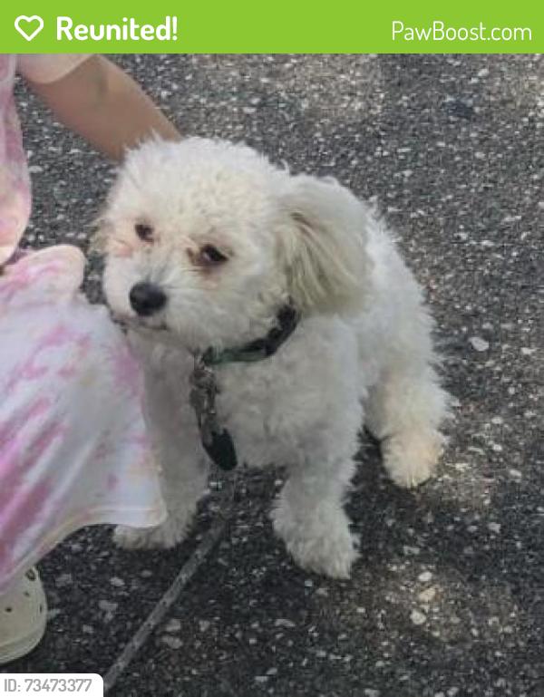 Reunited Female Dog last seen Ardenwood and lema, Spring Hill, FL 34609
