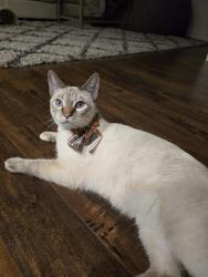 Reunited Female Cat last seen Corner of San Miguel & Aria Pl in Coffey Park Neighborhood, Santa Rosa, CA 95403