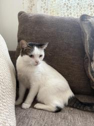 Lost Female Cat last seen Highland Park saint paul mn, Saint Paul, MN 55116