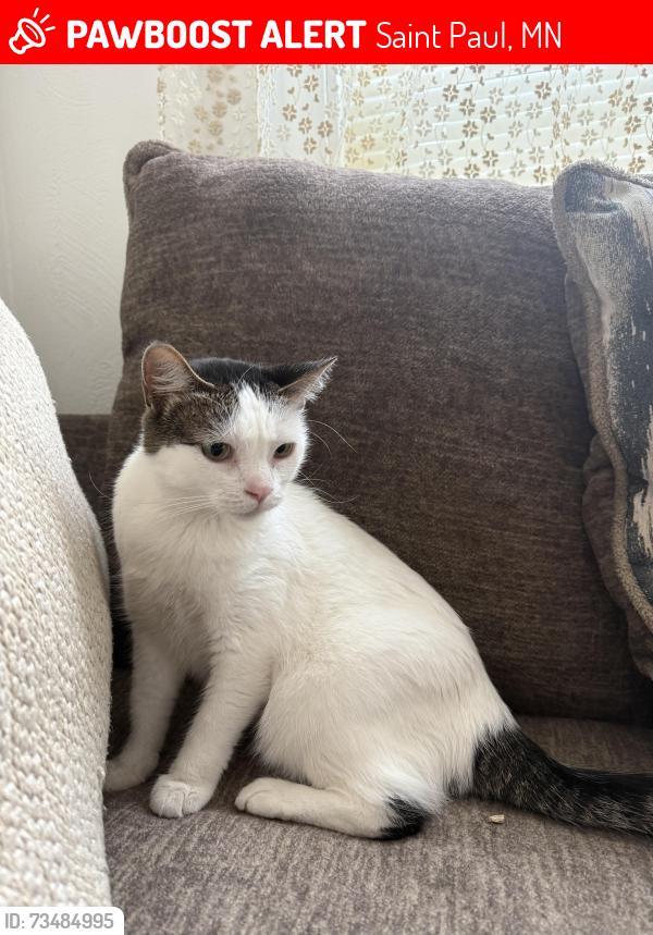 Lost Female Cat last seen Highland Park saint paul mn, Saint Paul, MN 55116